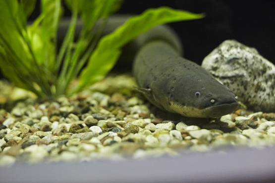 Anguille électrique