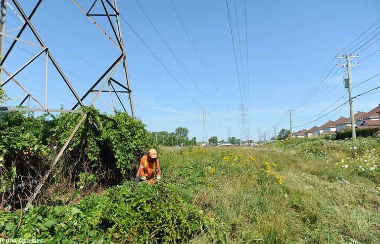 Maîtrise de la végétation dans une emprise de ligne de transport