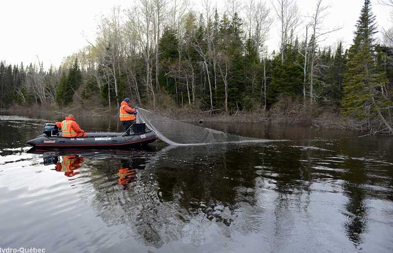 Échantillonnage de poissons à l’embouchure de la rivière Romaine